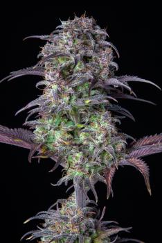 Samen 3x Original Blueberry Automatik Fast Buds